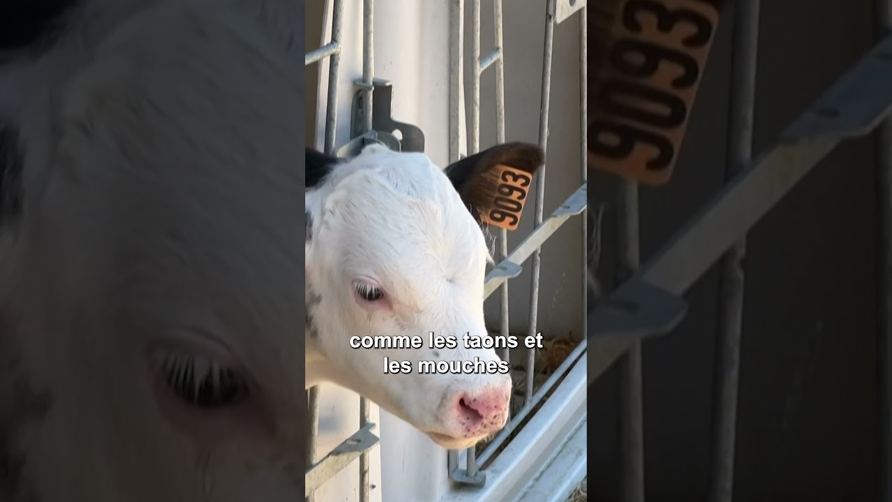 Qu'est ce que la dermatose nodulaire contagieuse ?