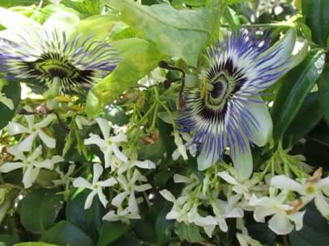 Floraison de la passiflore dans le jasmin, le 25 mai 2017.