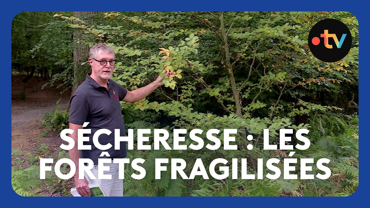 Sécheresse : les forêts fragilisées