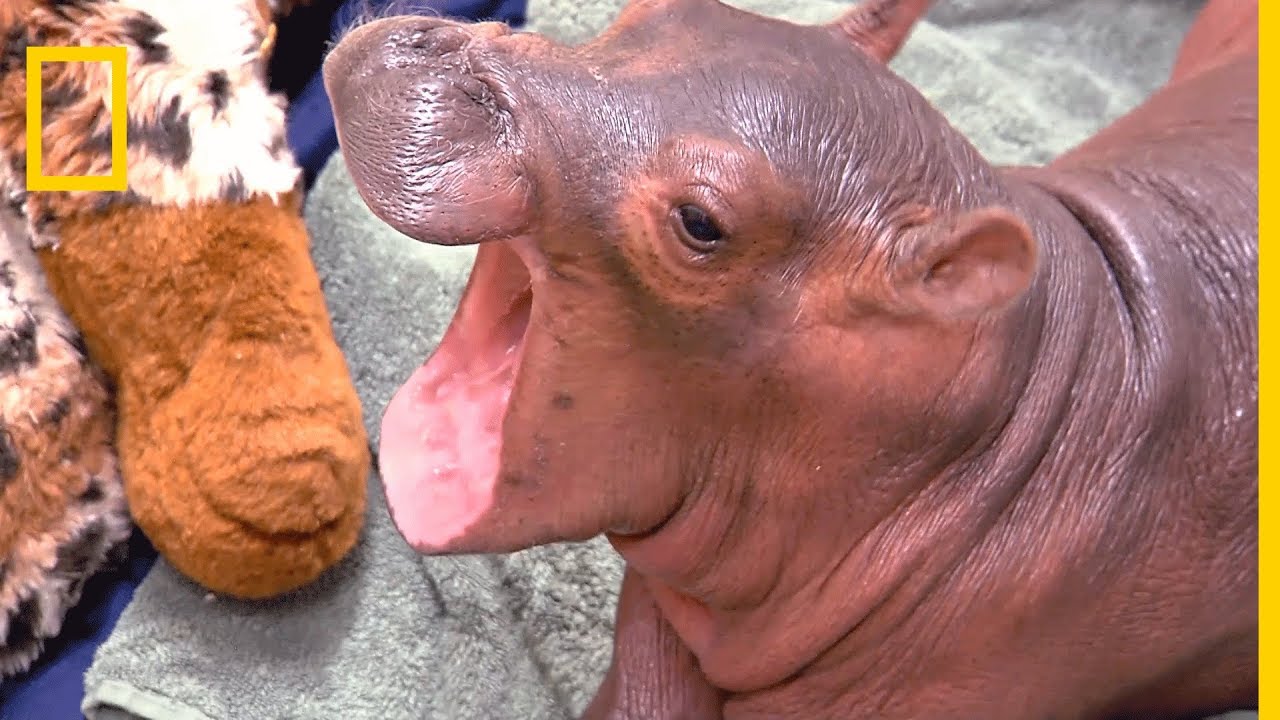 Fiona, le bébé hippopotame