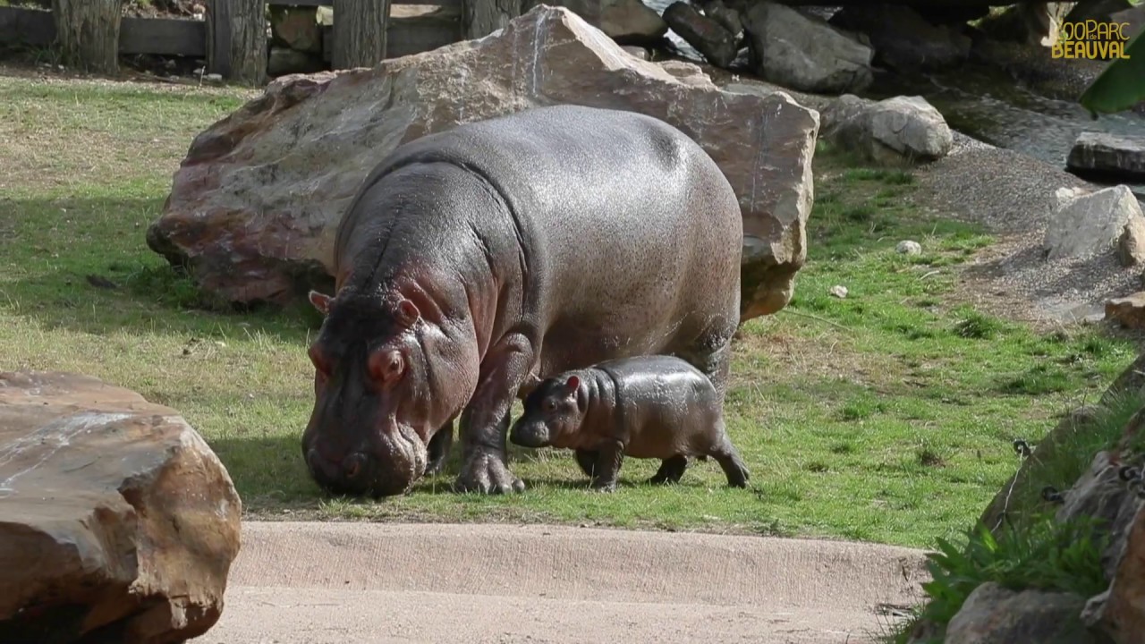 1ère sortie pour Gloria, notre bébé hippo !