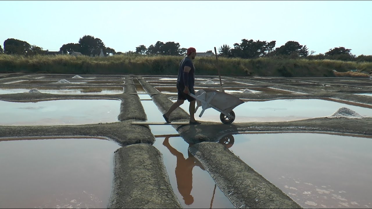 Savoir-faire salicoles et gestion écologique des marais du Golfe du Morbihan