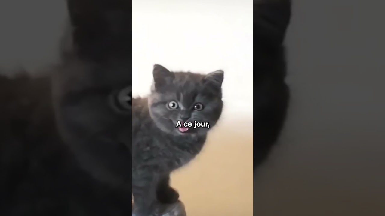 Mister V et son chat Patrick !