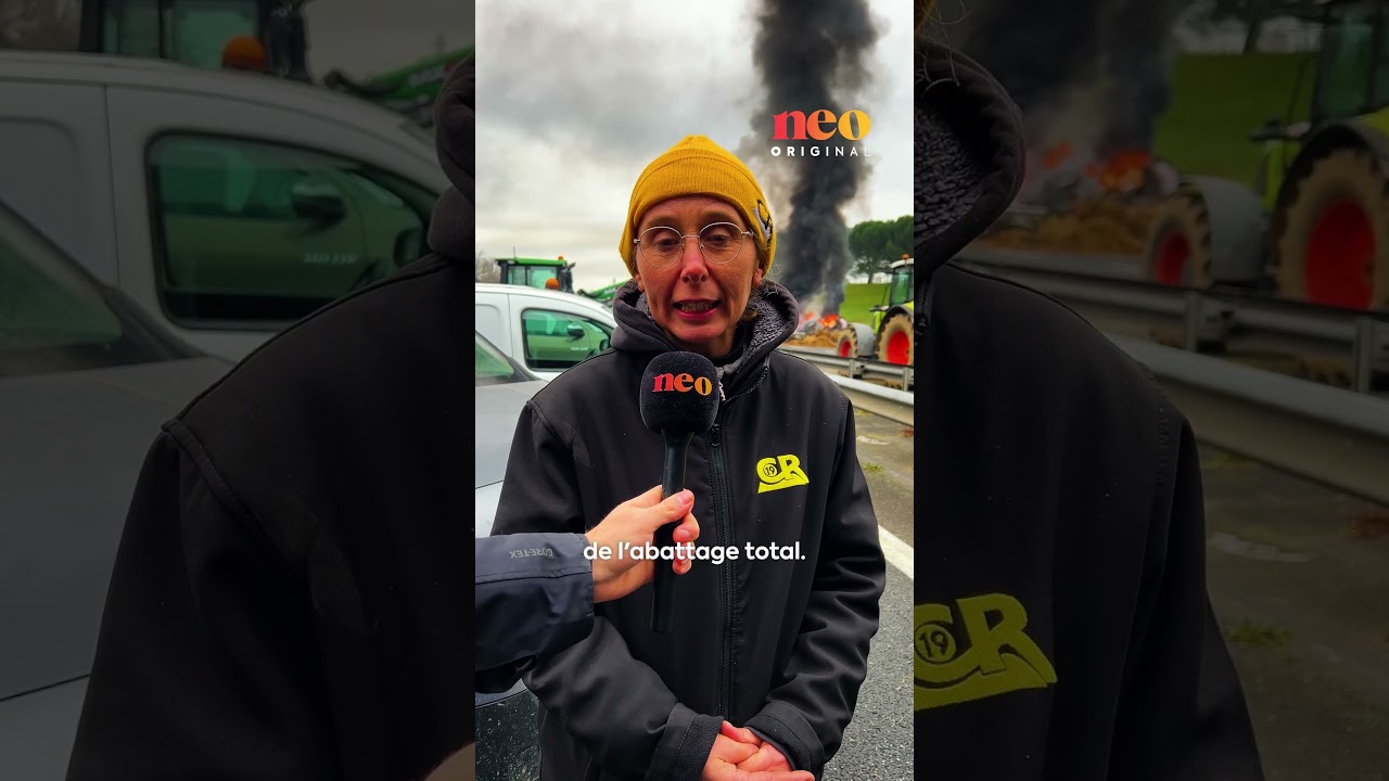 Dermatose bovine : Quelles solutions les agriculteurs proposent-ils ?