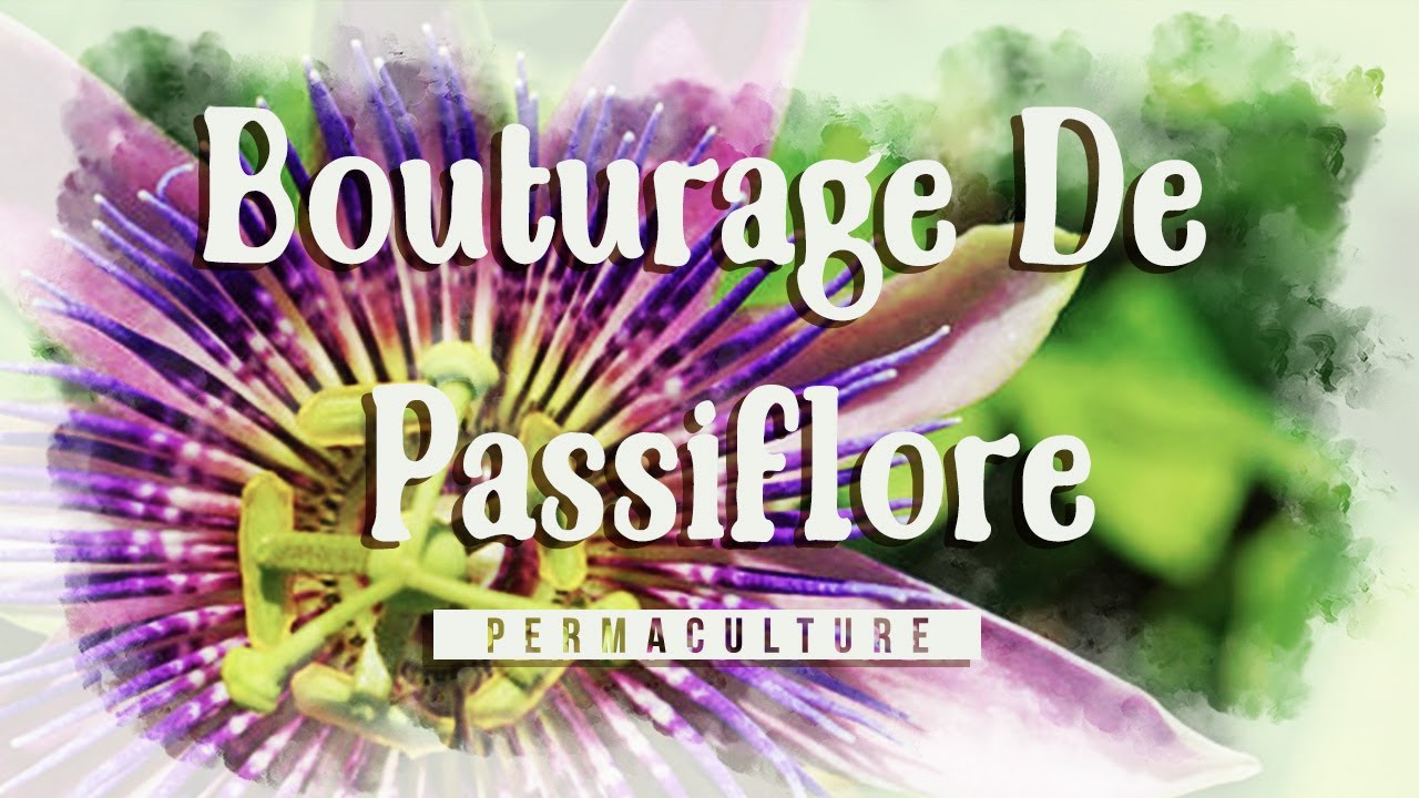 La Passiflore, Comment la Bouturer ?