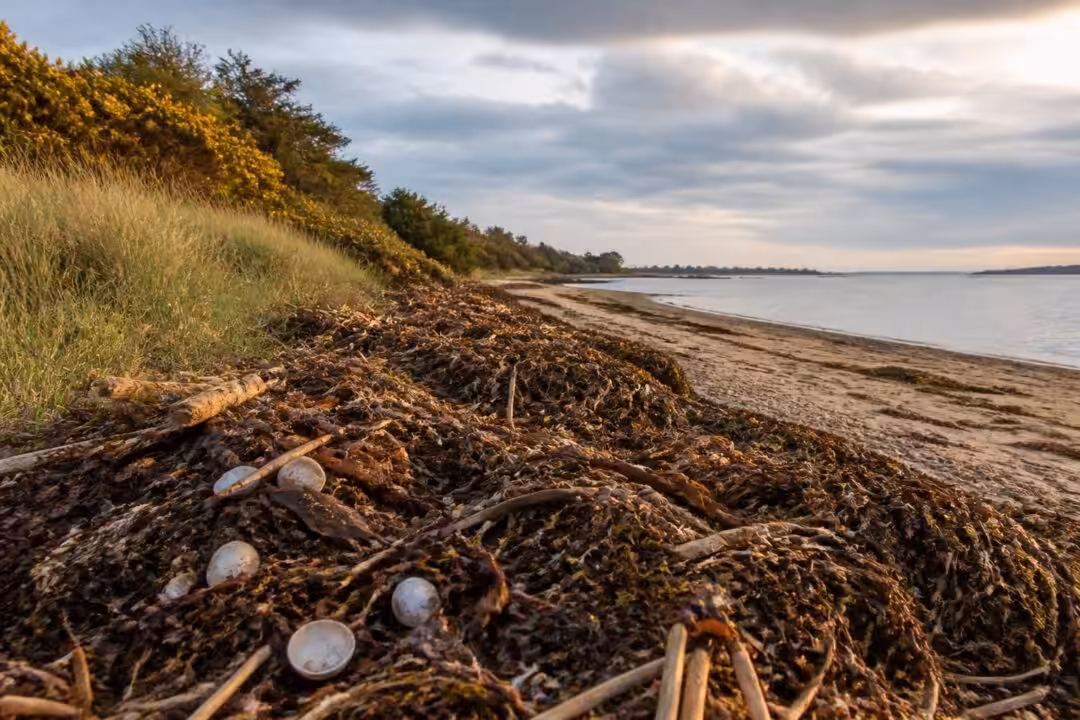 découvrez l'importance des laisses de mer dans le golfe du morbihan, un rempart naturel essentiel pour protéger le littoral contre l'érosion. préservez cet écosystème fragile pour maintenir l'équilibre environnemental.
