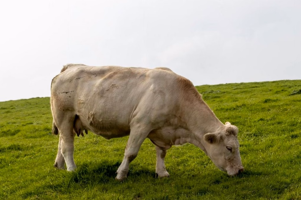 Première contamination recensée dans la Manche : découvrez cette maladie émergente qui affecte les bovins