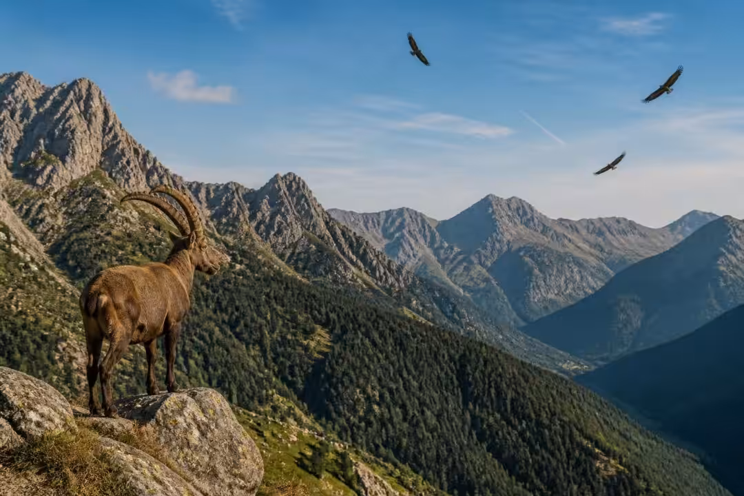 interdiction de survol par drones en ariège sans autorisation afin de protéger les bouquetins, rapaces et les espaces naturels protégés natura 2000 en zone montagneuse.