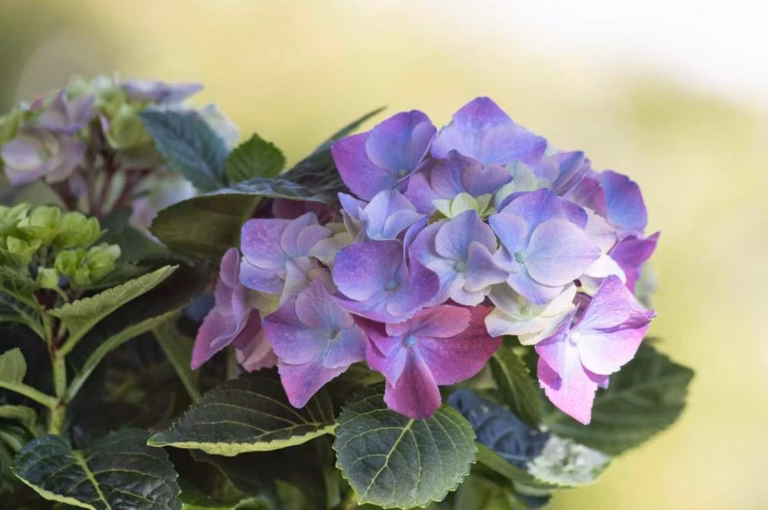 Fleur d’ombre qui fleurit tout l’été : les meilleures variétés à planter