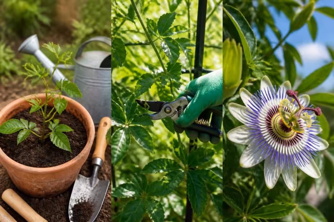 découvrez comment planter, entretenir et profiter de la floraison éclatante de la fleur passiflore pour embellir votre jardin toute l'année.