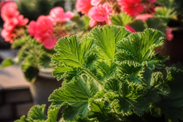 découvrez tout sur le géranium citronnelle, un pélargonium parfumé aux multiples vertus, idéal pour parfumer votre jardin et repousser les insectes.
