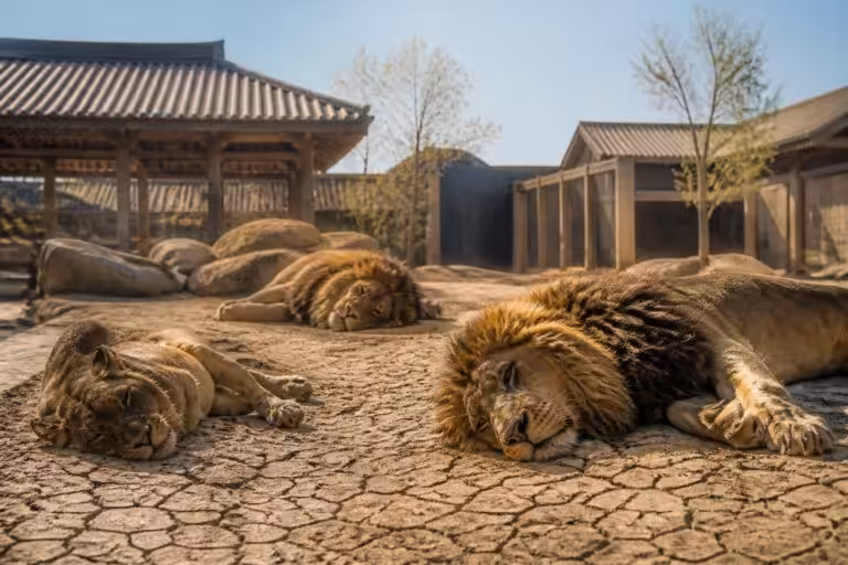 découvrez comment une vague de chaleur extrême au japon a conduit à la mort tragique de trois lions dans un zoo, mettant en lumière les effets du changement climatique sur la faune captive.