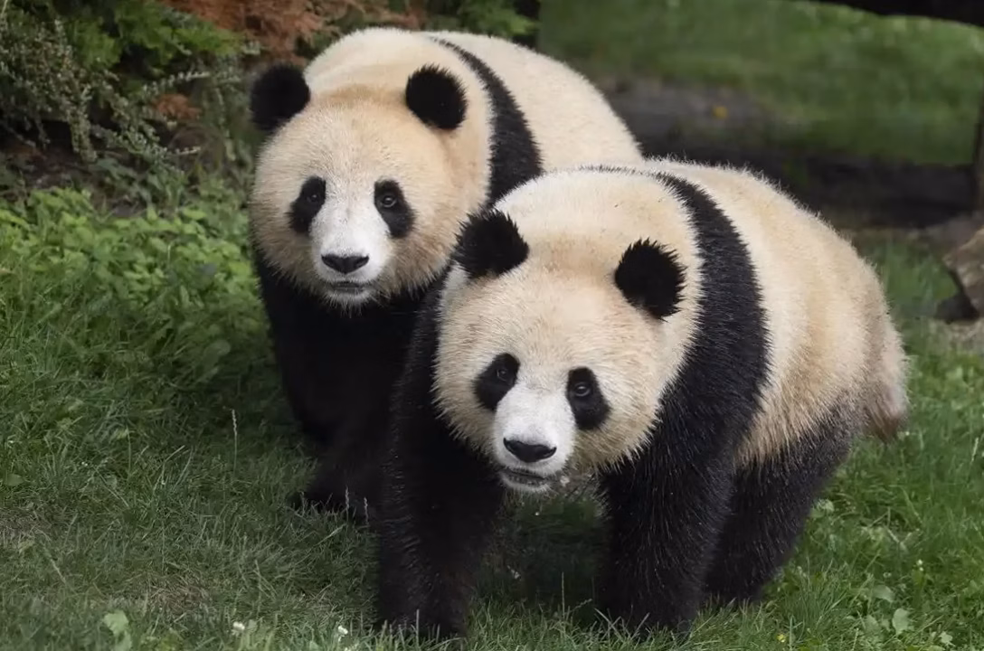 Auvergne Rhône-Alpes : l&rsquo;adorable naissance de deux petits pandas roux à Peaugues illumine la journée