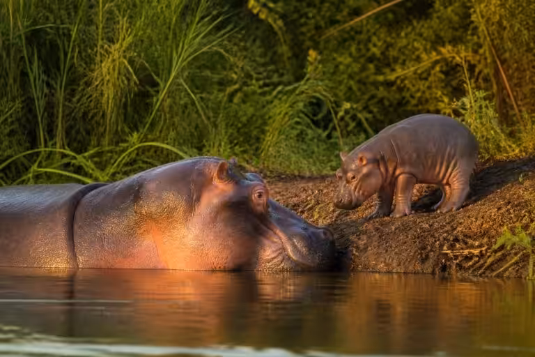 découvrez quel est le nom du bébé hippopotame et apprenez-en plus sur ces fascinants animaux aquatiques.