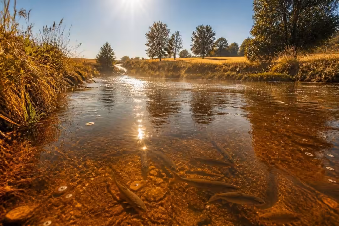 découvrez comment la pression thermique affecte les cours d'eau du loiret et menace l'avenir de la vie piscicole dans cette analyse approfondie.